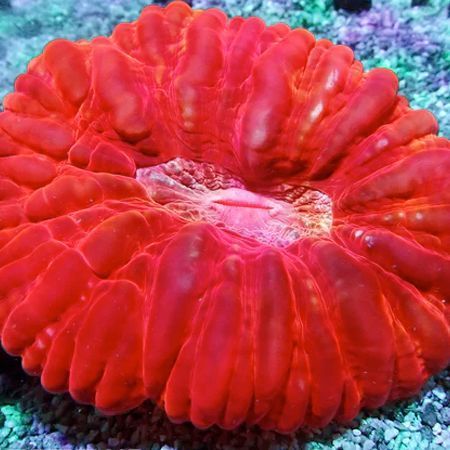 Cynarina Lacrimalis Ultra Red  L (7-8 cm)