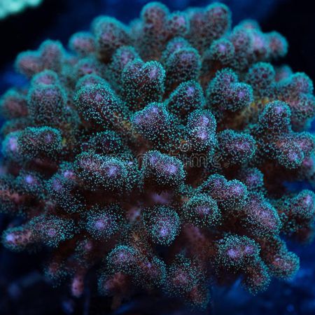 Pocillopora Spp Green / Purple S (Ong. 4-5 cm)