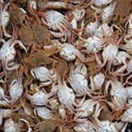 Shrimpfood Frozen Crab - 75 g