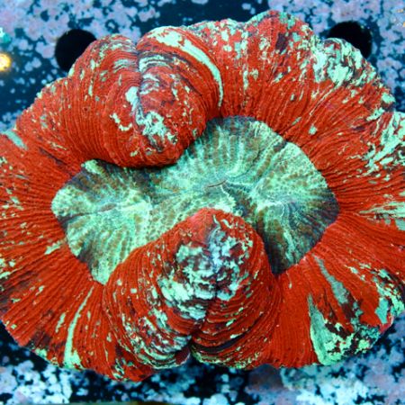 Trachyphyllia Red L (Ong. 9-10 cm)