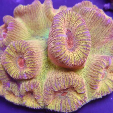 Barabattoia (Fluted Moon Coral) Frag (Circa 3 koppen)