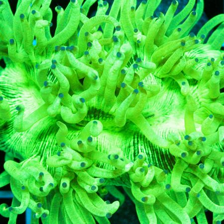 Catalaphyllia Jardinei Ultra Fluo Green S (Ong. 10 cm)