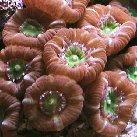 Caulastrea Echinulata (Groen Hart) S (2-3 koppen)