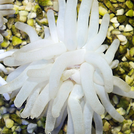 Condylactis Gigantea white S (Ong. 3-4 cm)
