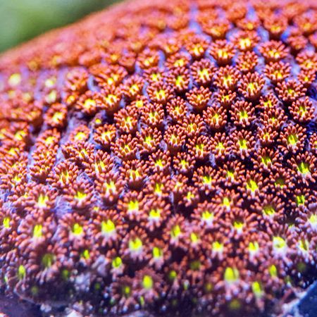 Goniopora Sp Ultra Red / Yellow Center