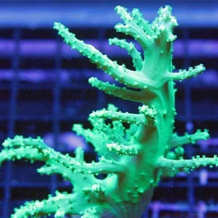Nephthea Coral Neon Groen S (Ong. 5 cm)