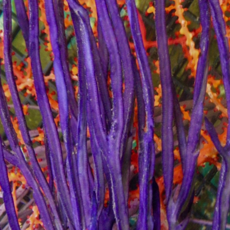 Pterogorgia anceps (Purple ribbon gorgonian)