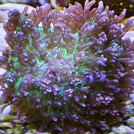 Rhodactis indosinensis (Neon Green / Purple Hairy Mushroom) (1 stuk)