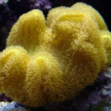 Sarcophyton Yellow (Tonga/Fiji) S (Ong. 5 cm)