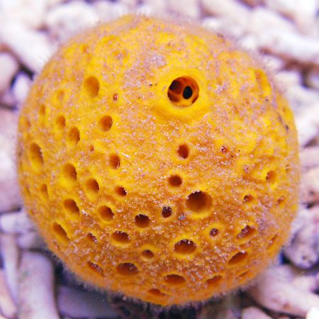Yellow Bali Sponge (Ong 7 - 8 cm)