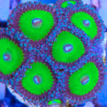 Zoanthus Candy Apple Frag (2-3 poliepen)