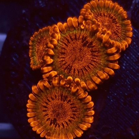 Zoanthus Speckled Krakatoa (1 poliep)