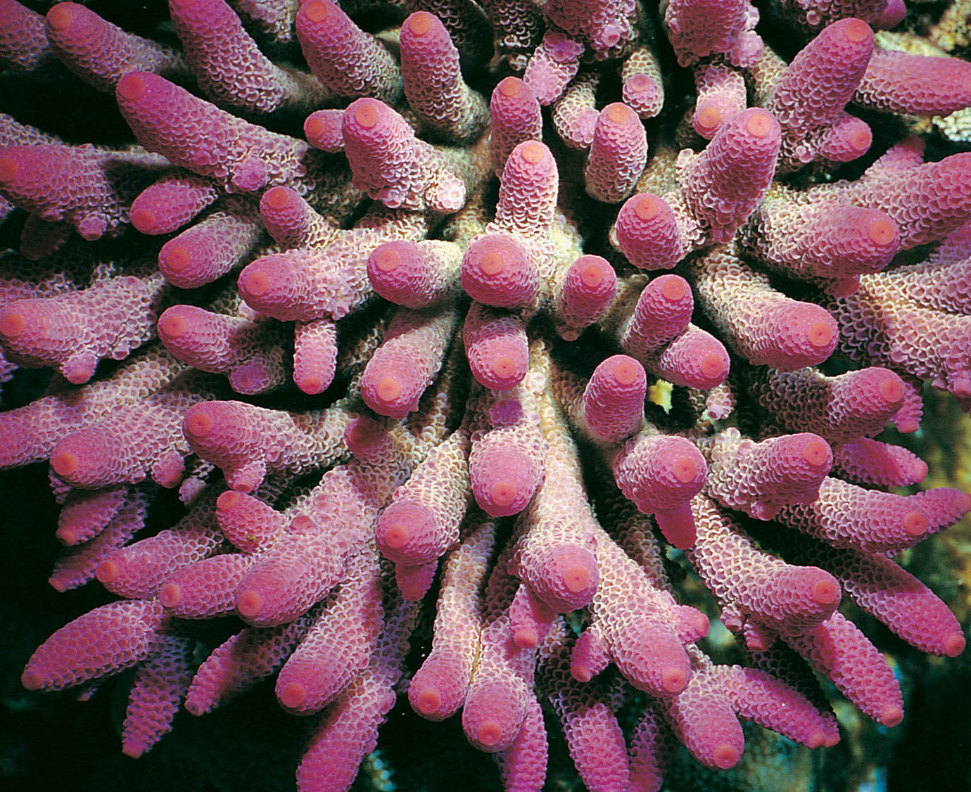 Acropora Spathulata Pink