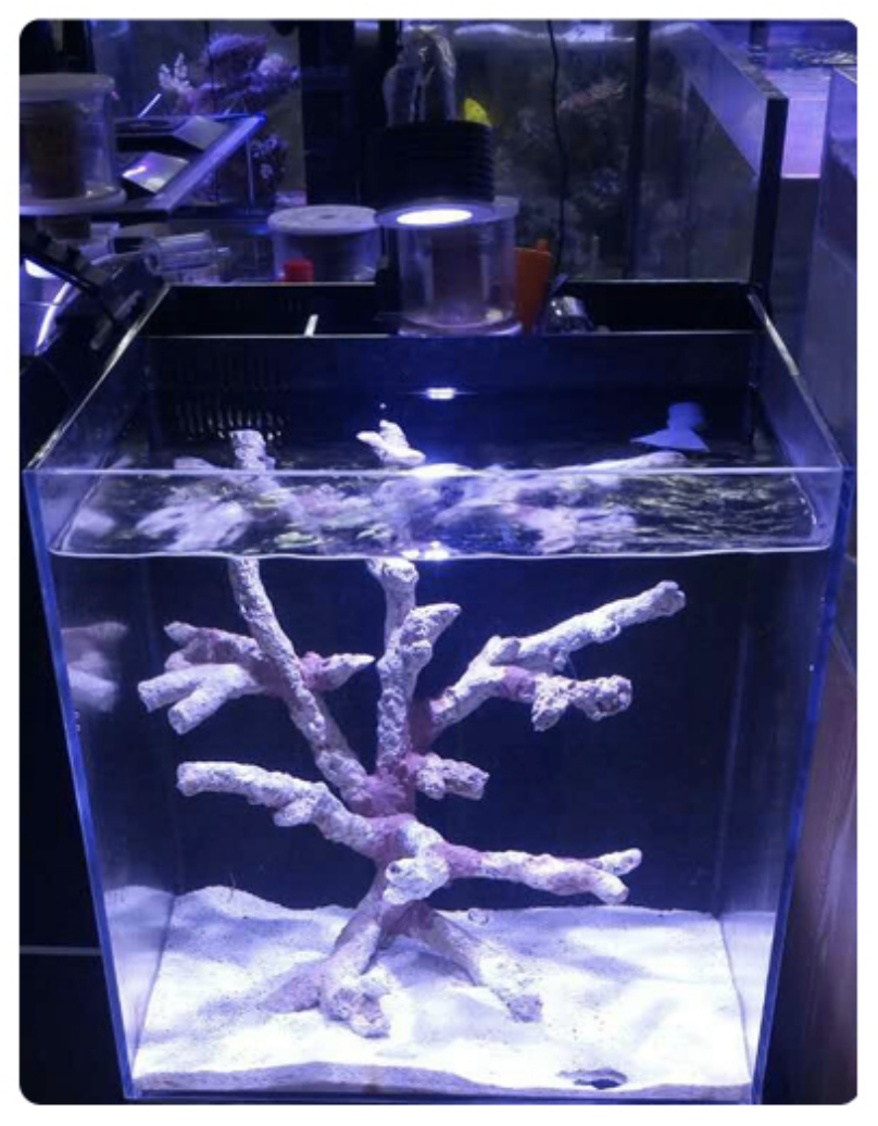 Verstikkend Doordeweekse dagen handboeien Asta 20 Nano zeeaquarium LED verlichting | Verlichting