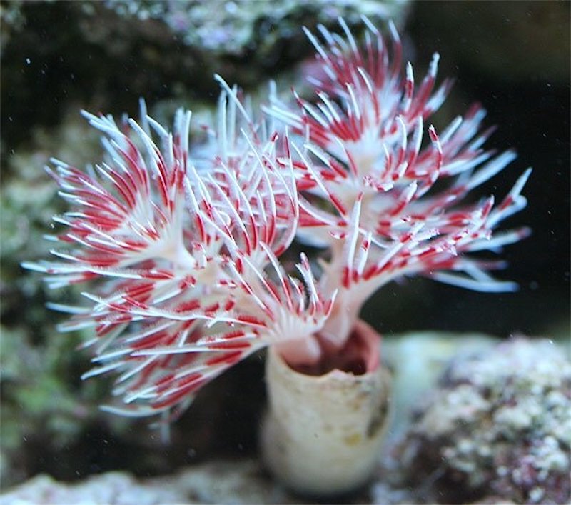 Bispira guinensis (Pink White Feather Duster)