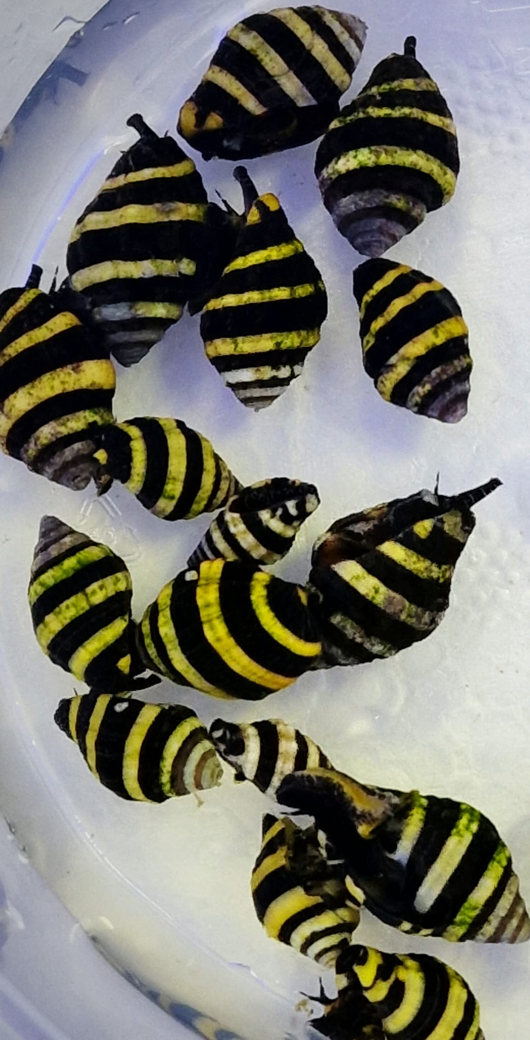 Bumbble bee slak