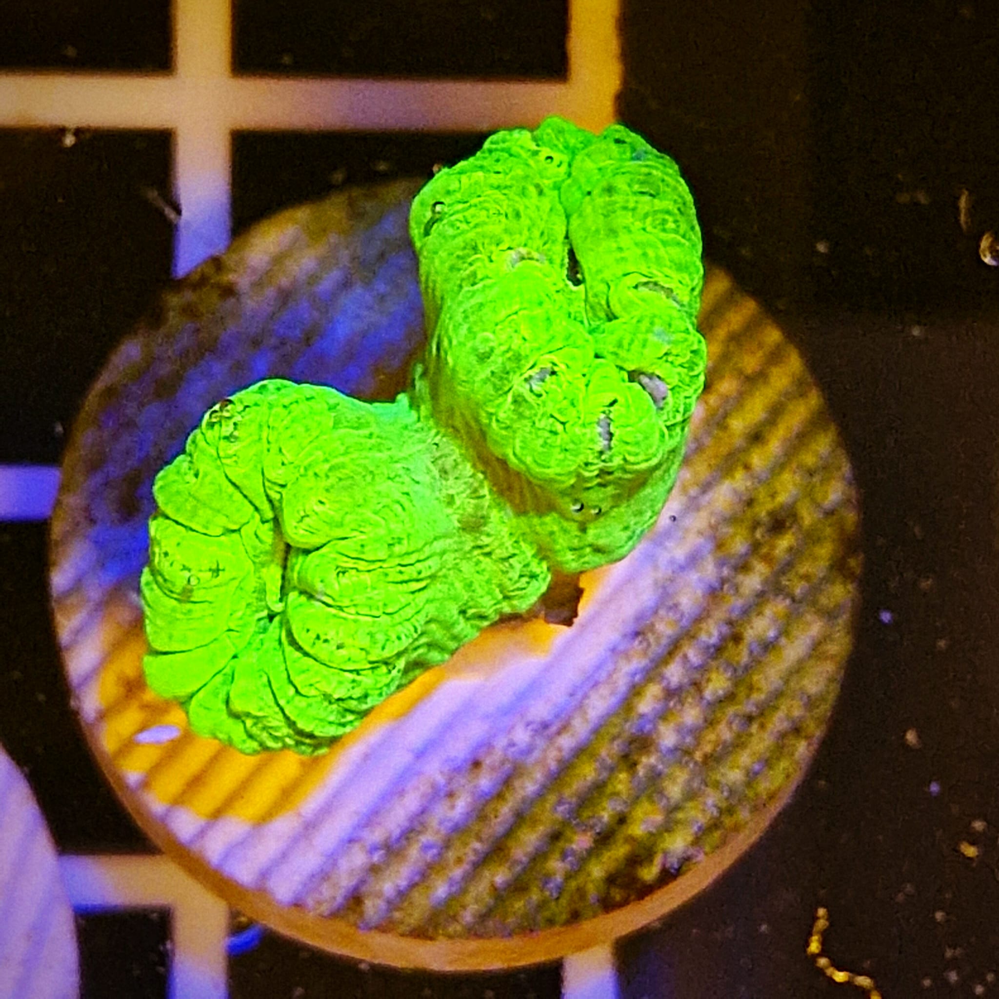 Caulastrea spp Ultra Green