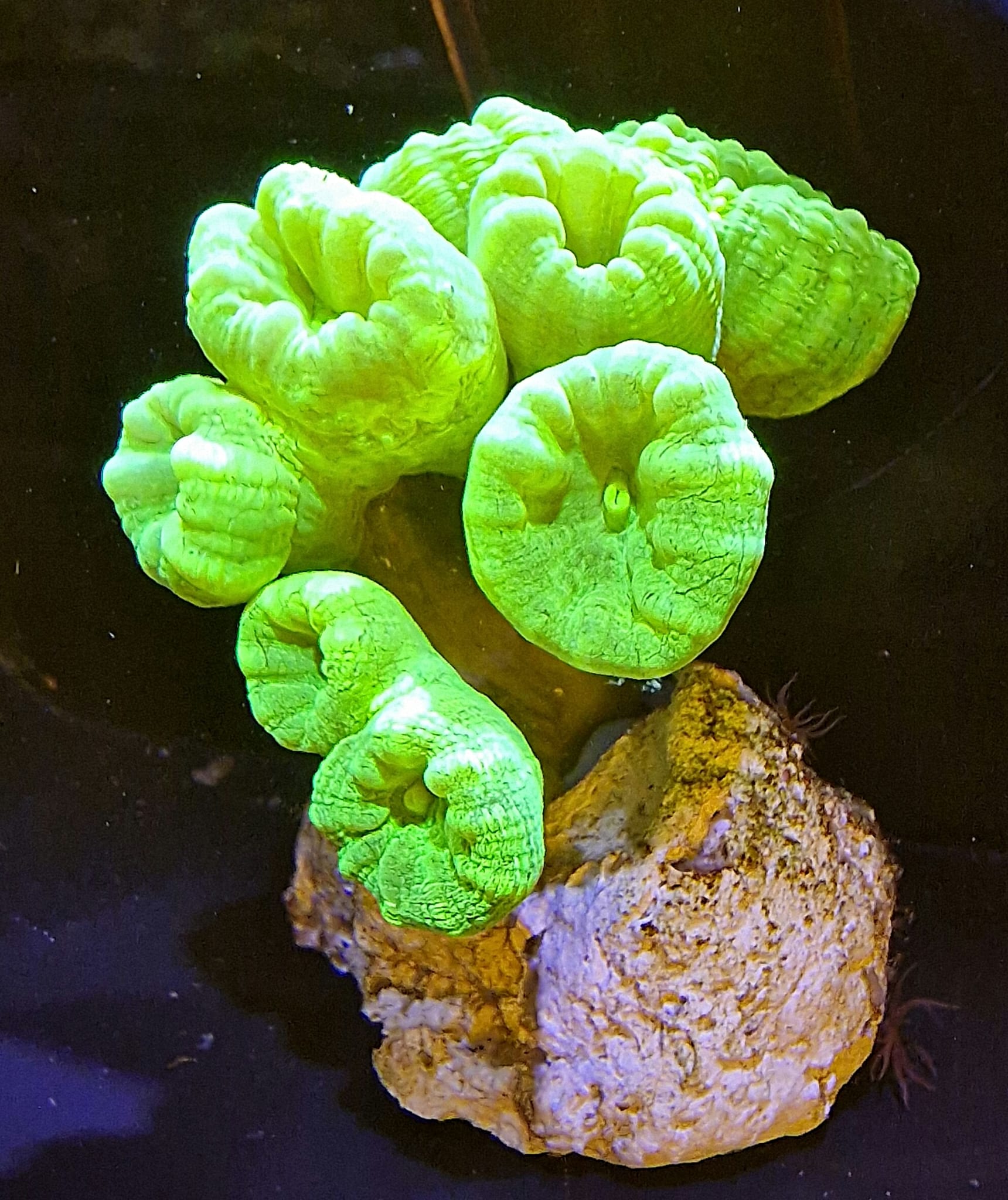 Caulastrea spp Ultra Green