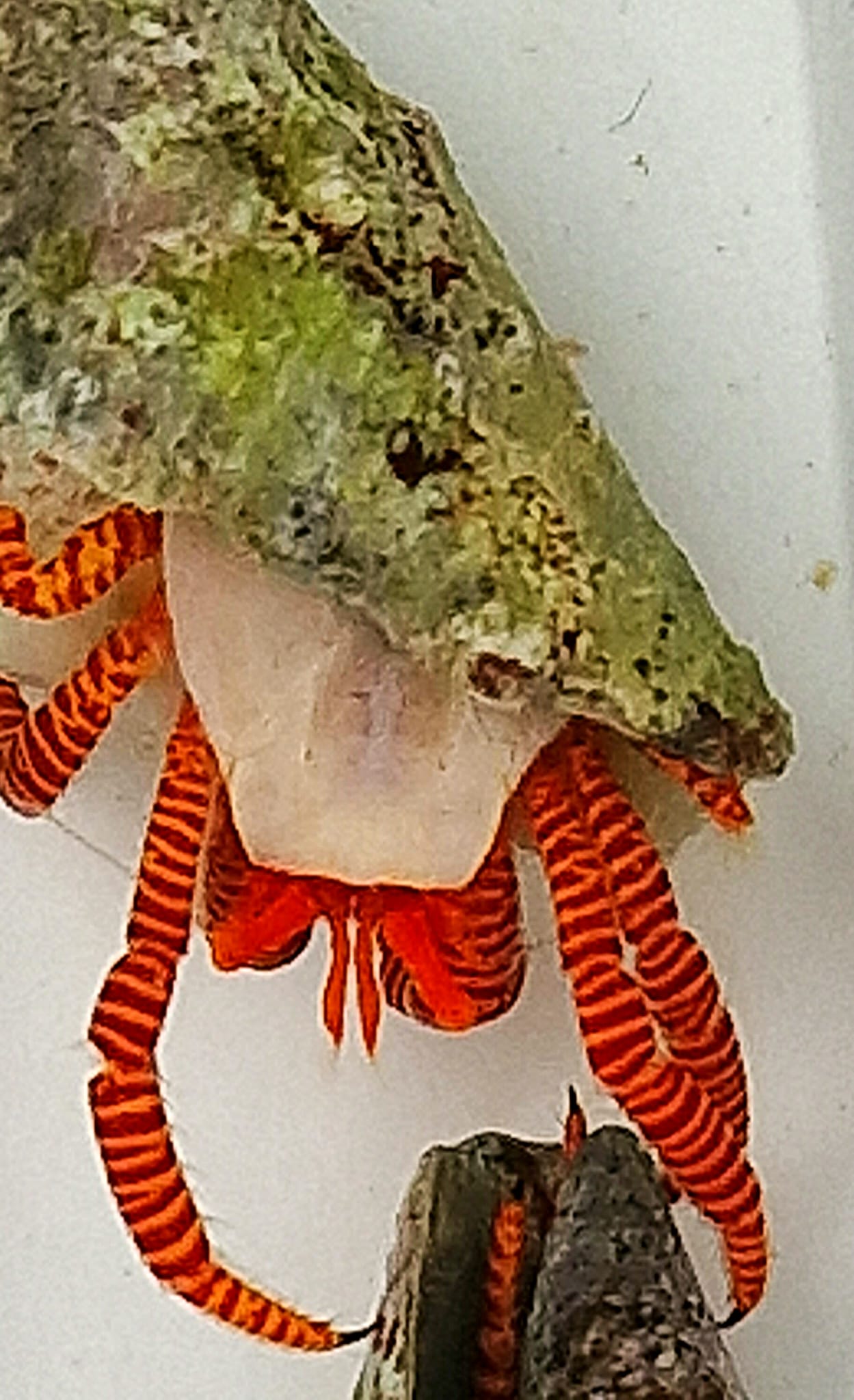 Ciliopagurus Strigatus (Rode Ringpoot heremietkreeft)