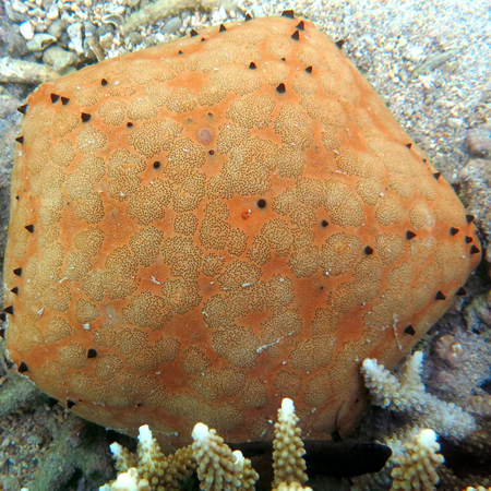 Culcita Schmideliana (vijfhoekige zeester)