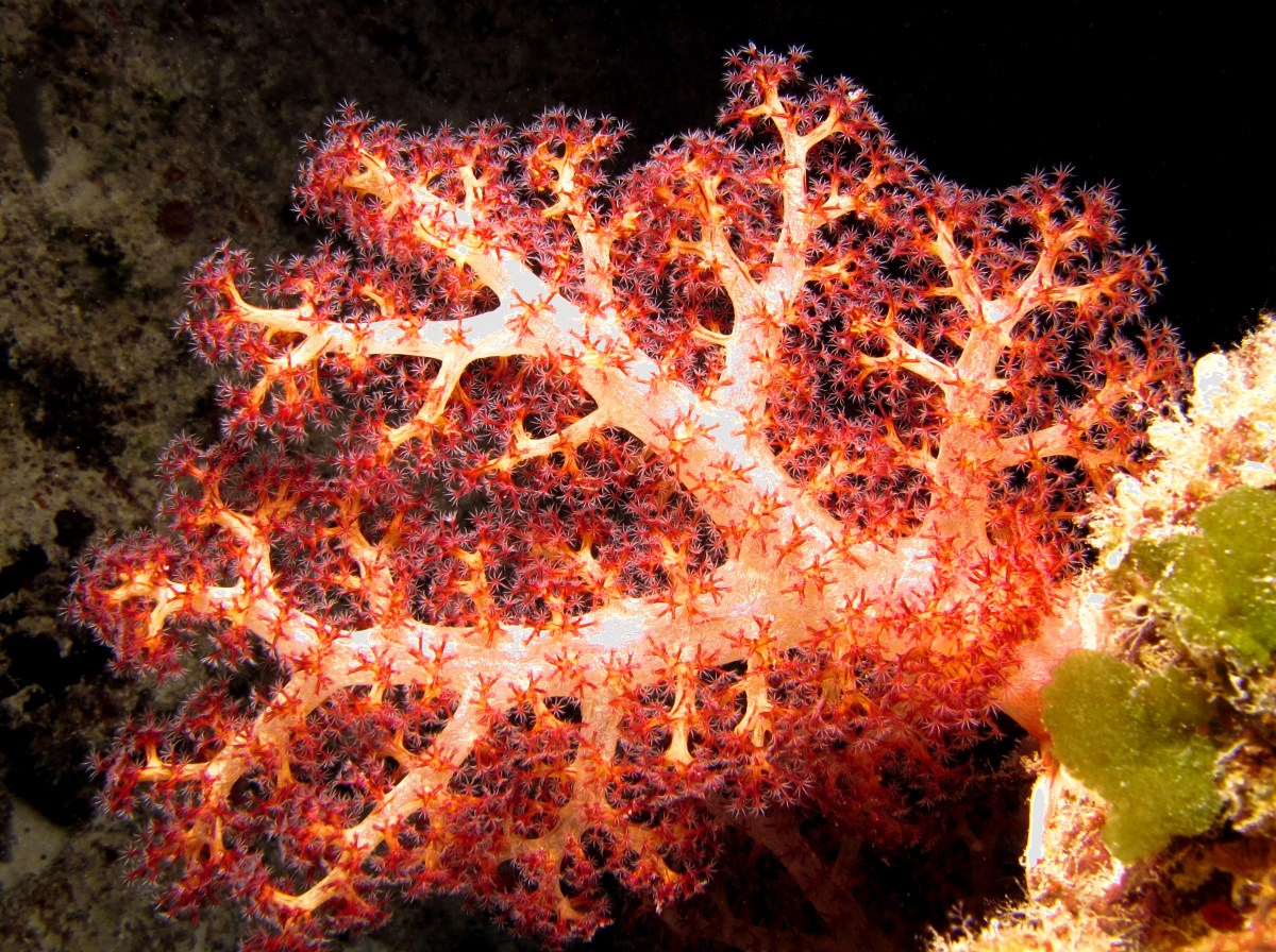 Dendronephthya Rood
