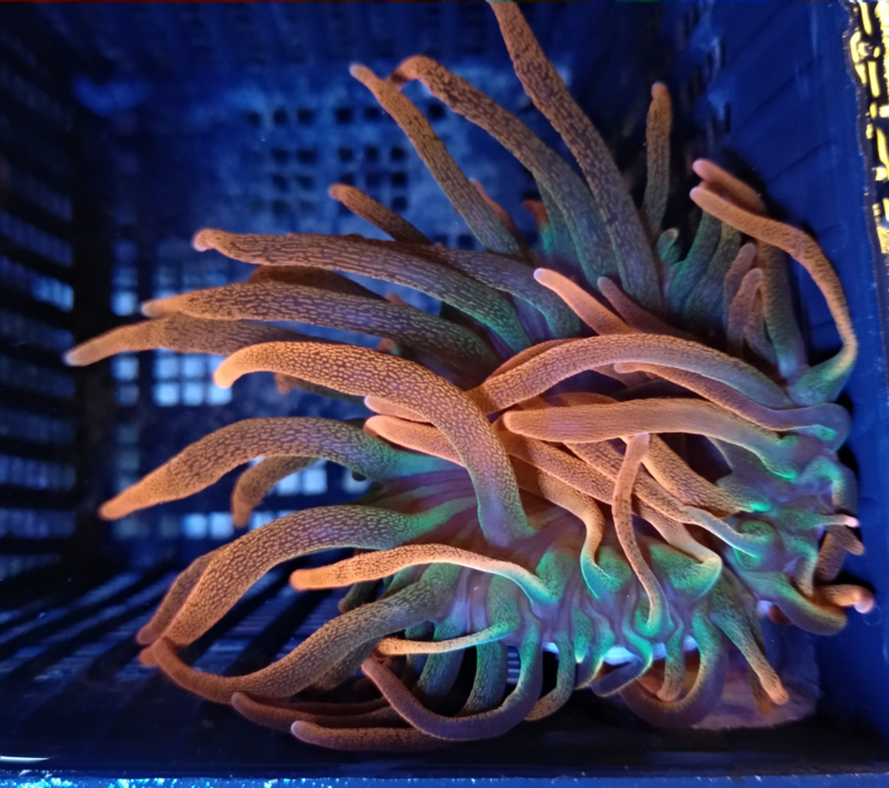 Entacmaea quadricolor – Tepelanemoon