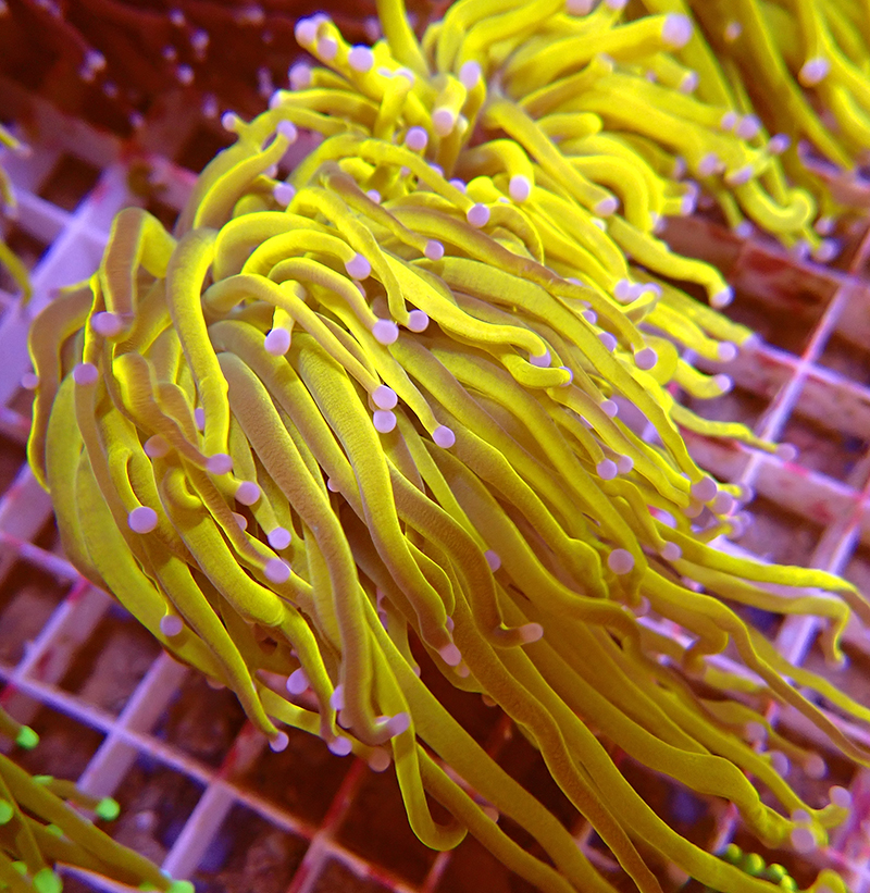 Euphyllia Glabrescens Holy Moly : Ocean Store foto