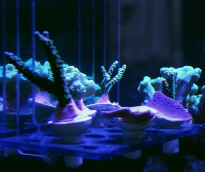 Fauna Marin coral deck set magneetversie