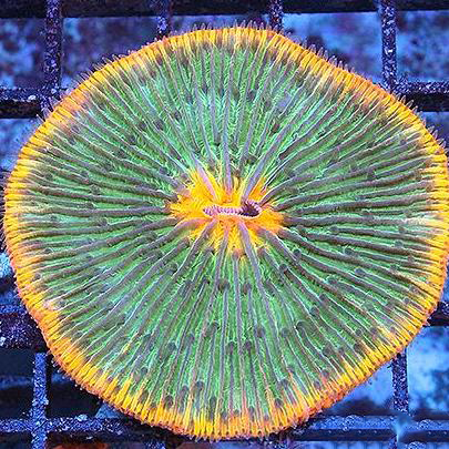 Fungia sp BiColour Green / Orange