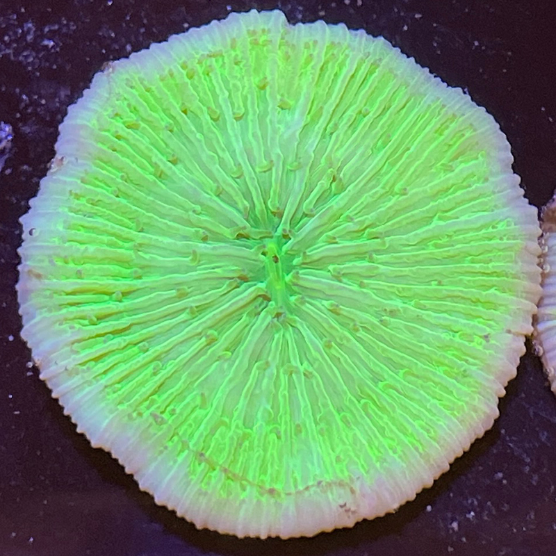 Fungia sp Groen (Wit licht)