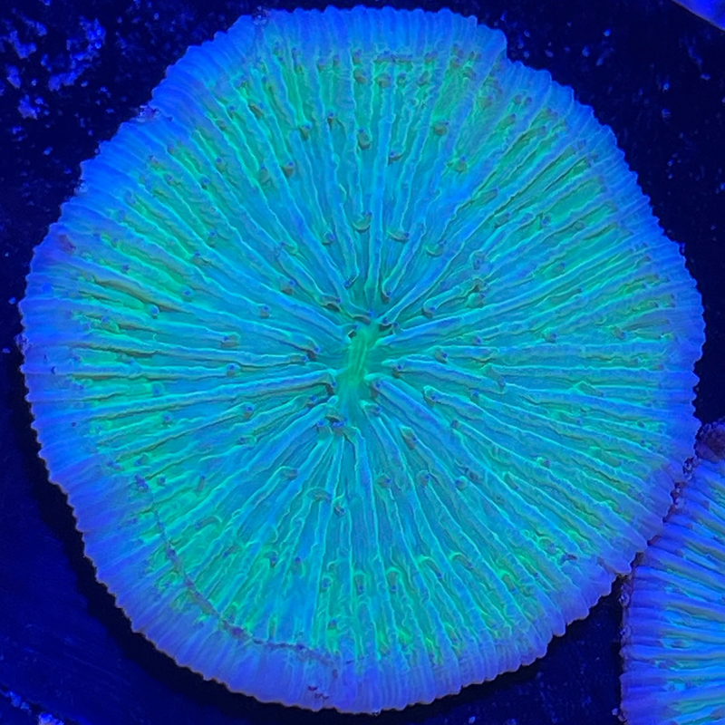 Fungia sp Groen (Blauw licht)