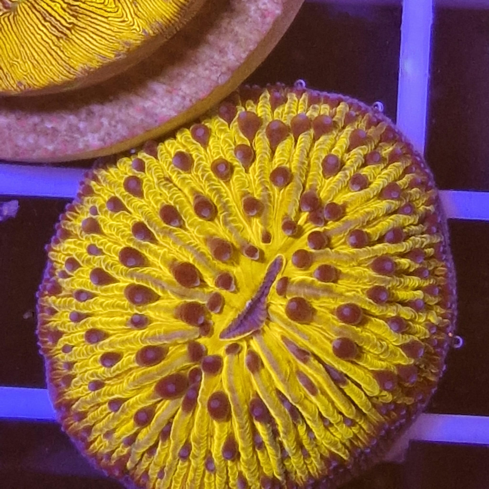 Fungia sp Oranje