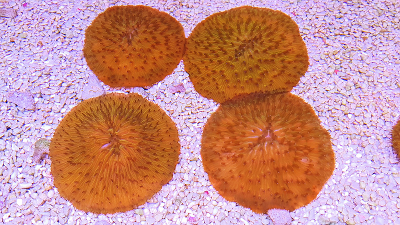 Fungia sp Ultra Oranje (flat disc)