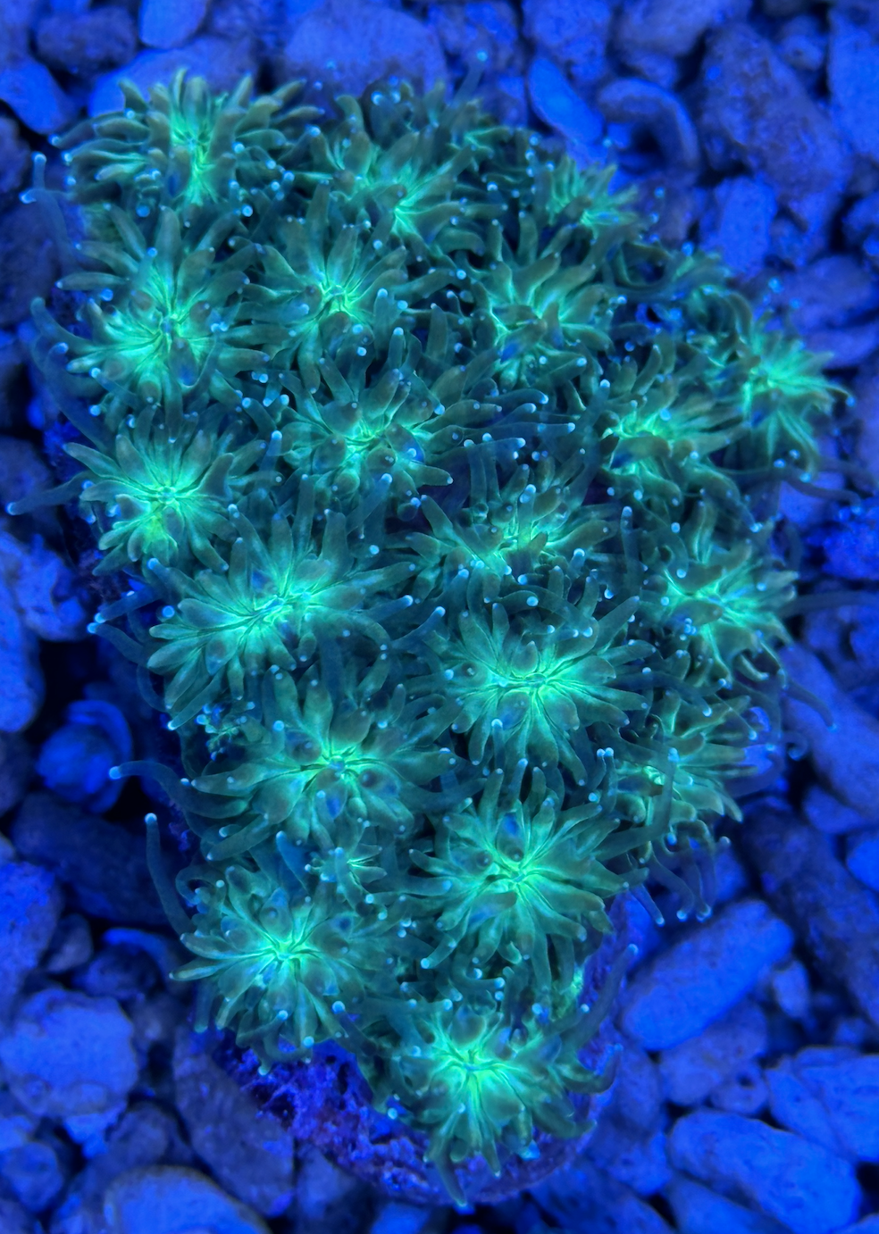 Galaxea Fascicularis Ultra Neon Green