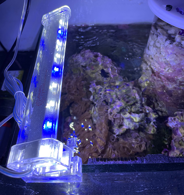 Glasheldere Crystal clip-on LED lampen boven refugium sump zeewater