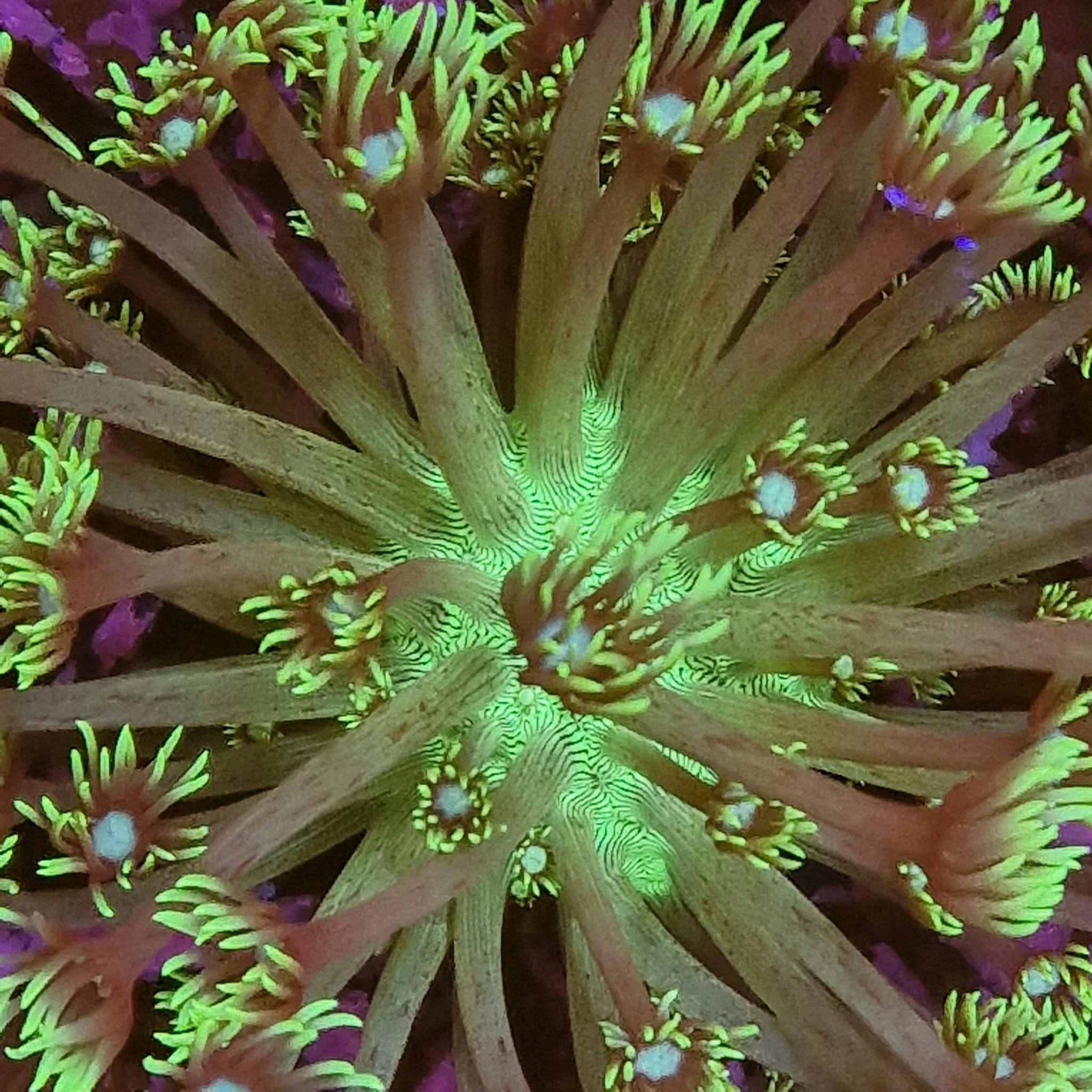 Goniopora Stokesi Ultra Green