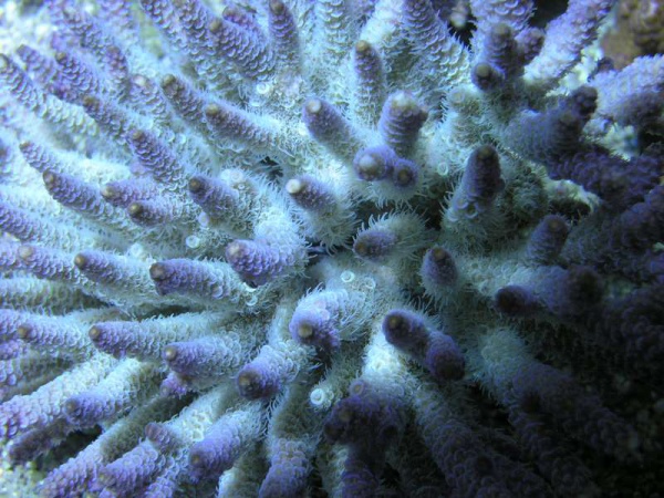Korallen-Zucht ZEOspur Macroelements