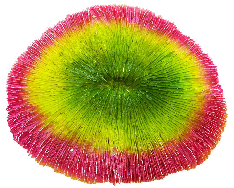 Kunstkoraal Fungia Roze Groen