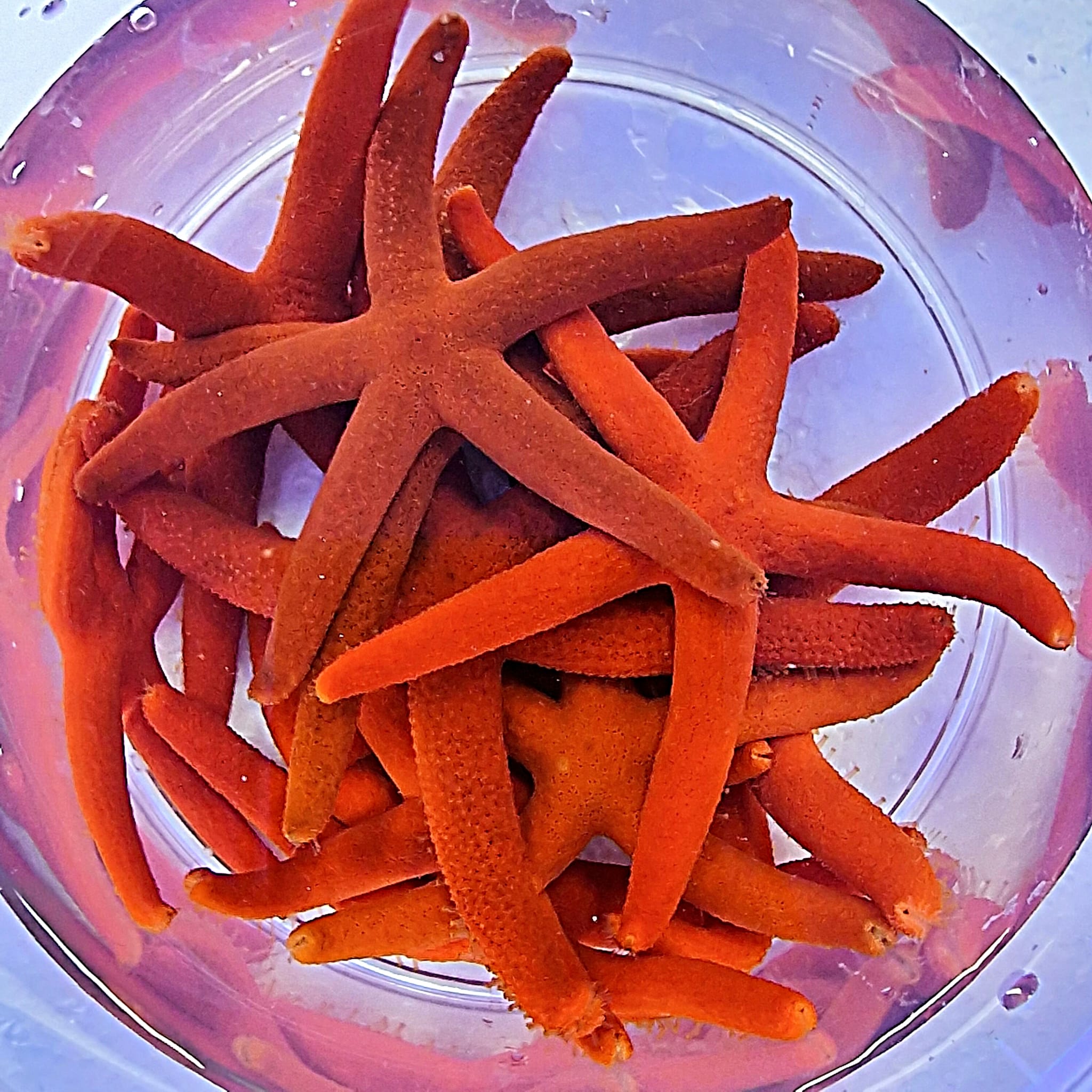 Linckia Orange (Oranje / Rode zeester)