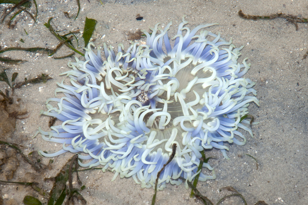 Macrodactyla Doreensis Wit/Blauw
