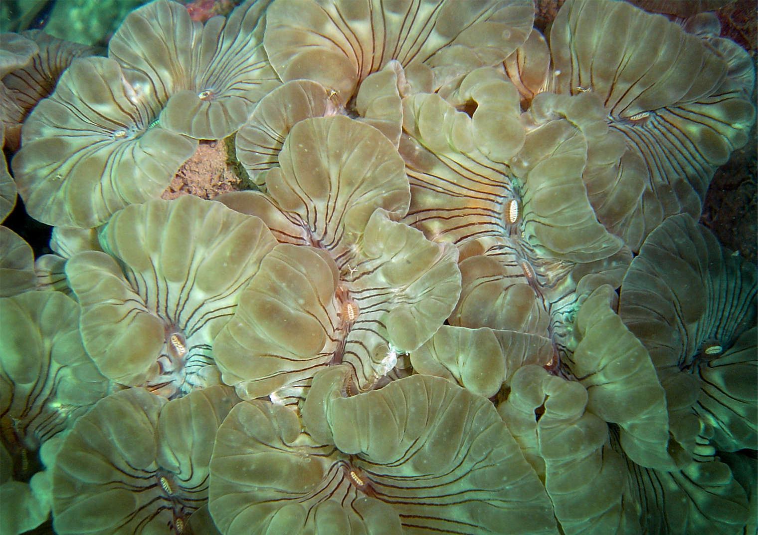 Nemenzophyllia Turbida (Fox Coral)
