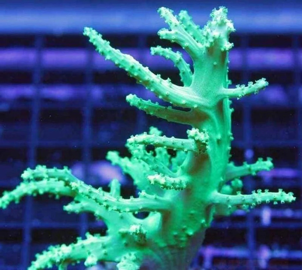 Nephthea Coral Neon Groen