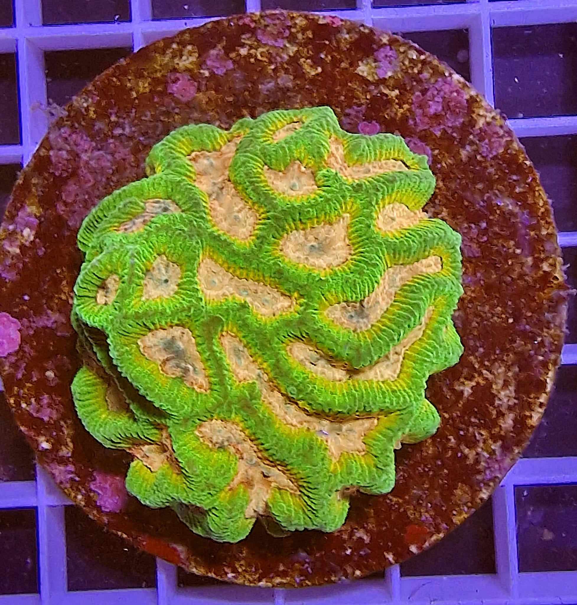 Platygyra Green/Orange