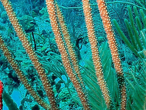 Plexaurella nutans (Large polyp gorgonian)