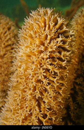 Plexaurella nutans (Large polyp gorgonian)