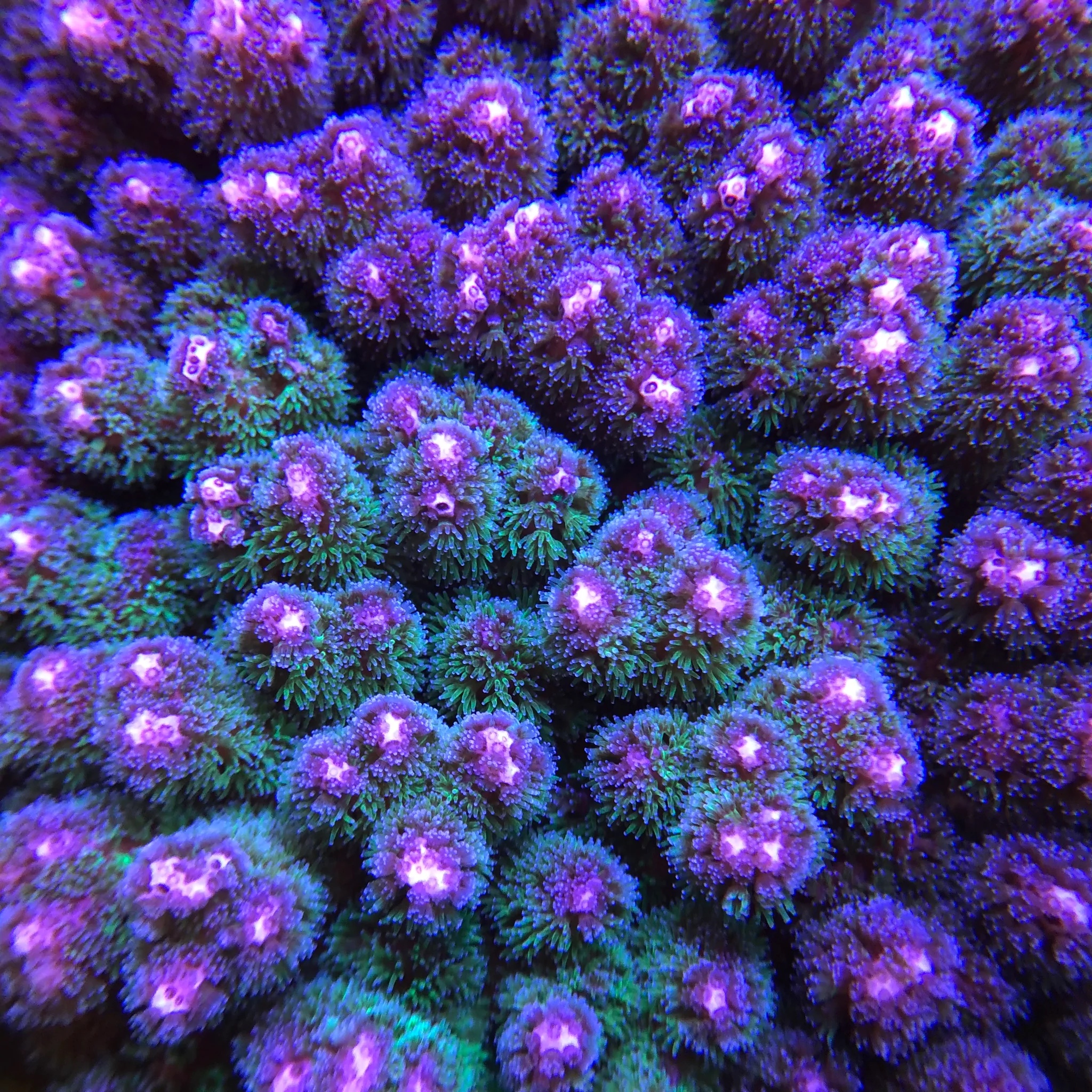 Pocillopora Spp Green / Purple