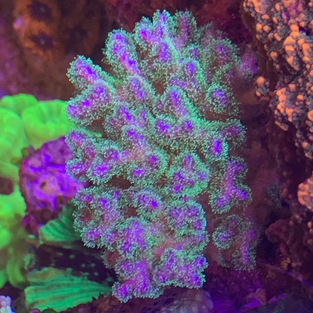 Pocillopora Spp Green / Purple