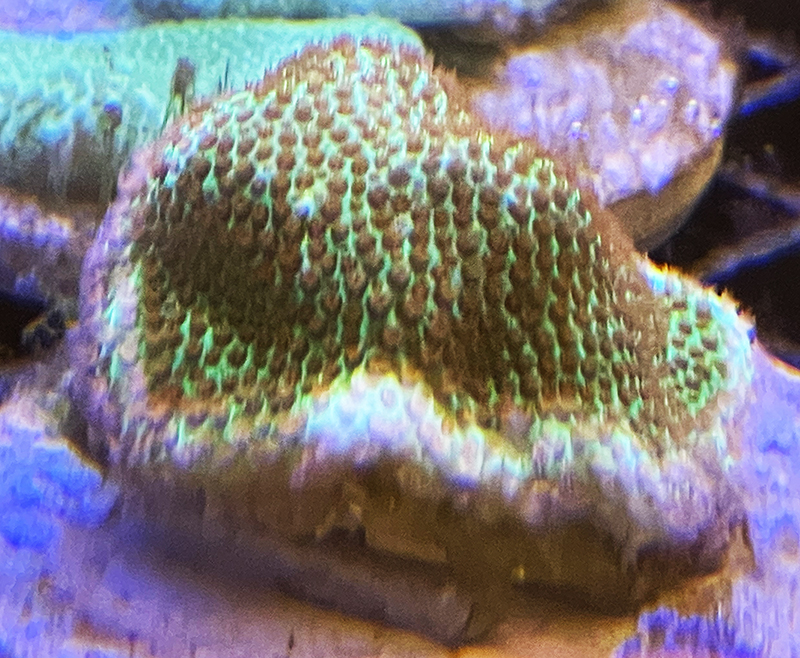 Porites Green / Red (The Grinch)