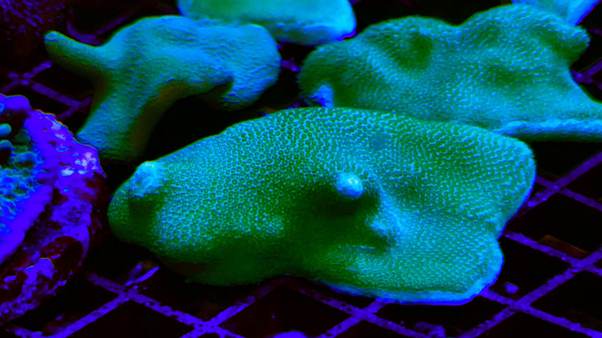 Porites Lime Green (Limoen Groen) onder blauw nachtlicht