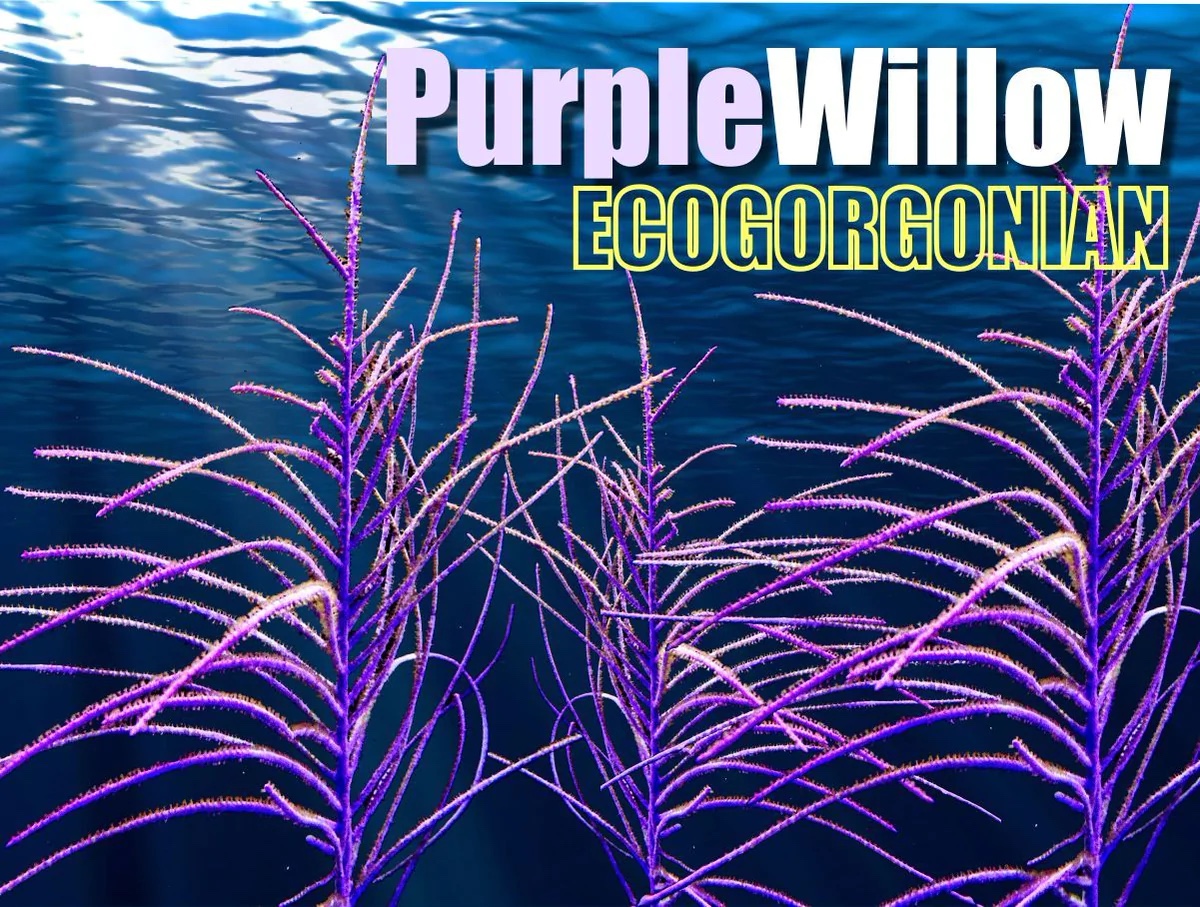 Pseudopterogorgia bipinnata (Purple willow gorgonian)
